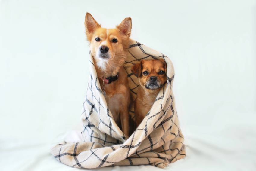 two dogs bundled up in a blanket scarf