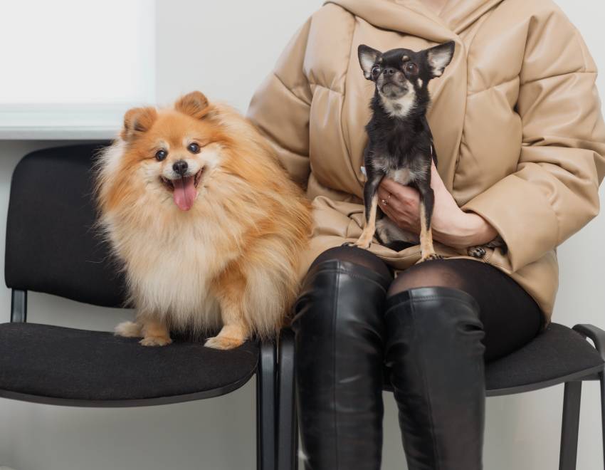 woman with pets dogs sits on a chair in veterinary