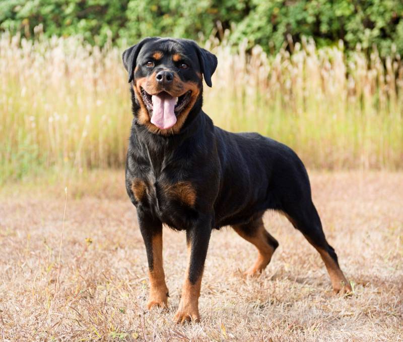 Beautiful Rottweiler in the outdoors