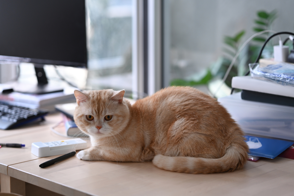 a domestic cat sitting on wooden table near comput