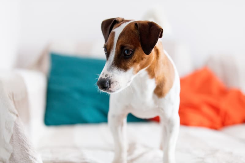 close up portrait of young jack russell terrier