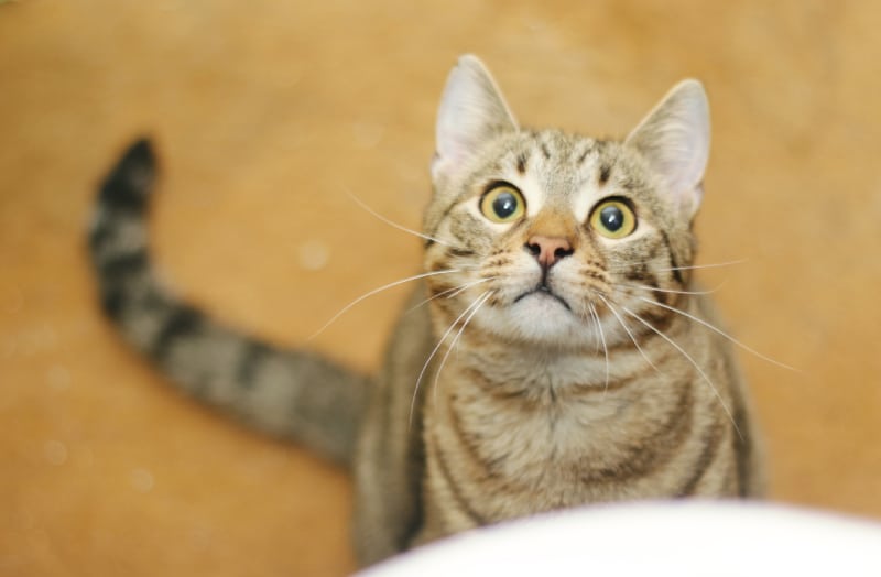playful tabby cat with large eyes looks up