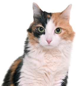 green eyed calico cat