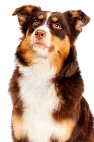 collie dog