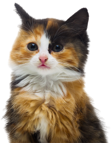 calico cat