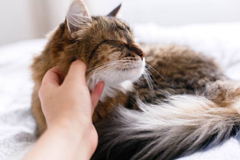 hand petting cute cat with funny calm emotions