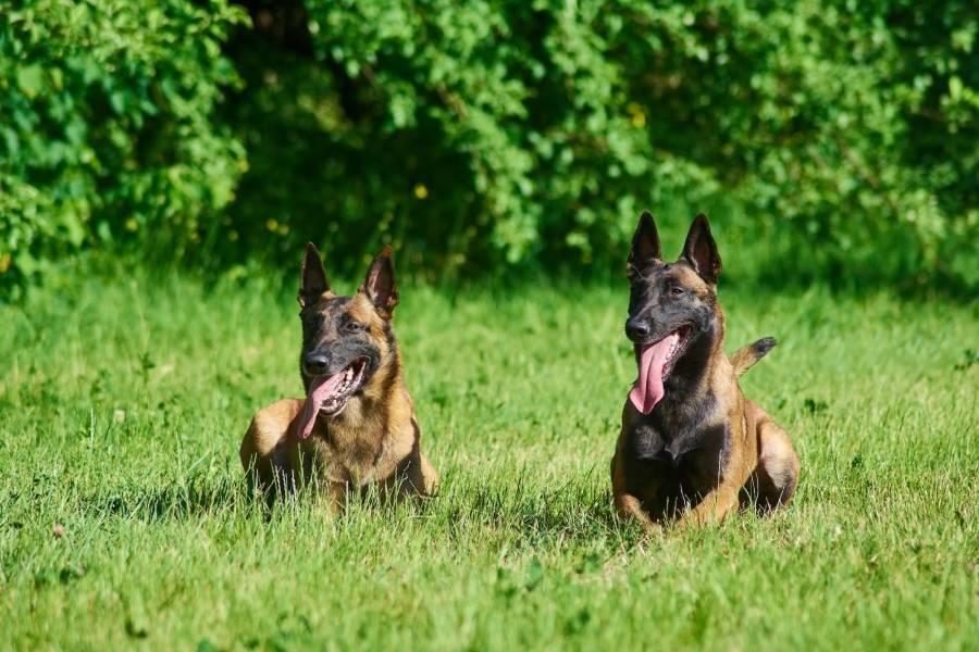 two dogs are lying on the grass